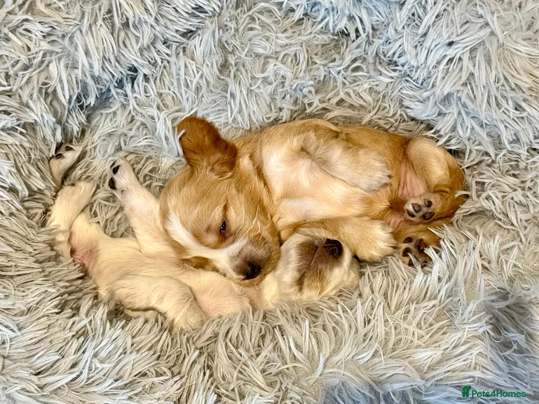 Cocker Spaniel dogs for sale: Gorgeous KC/Full Health Cocker Spaniel show type - Advert 8