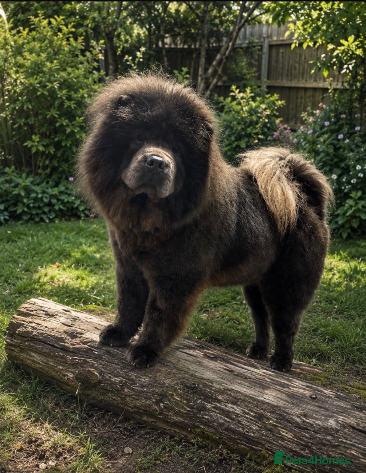 Chow Chow dogs Chow chow puppies - Advert 2