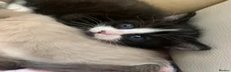 Mixed Breed cats for sale: Half sphynx half British shorthair kittens  in Crawley - Advert 11