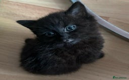 Mixed Breed cats for sale: 3  furbabies  looking for a forever home  - Image 2