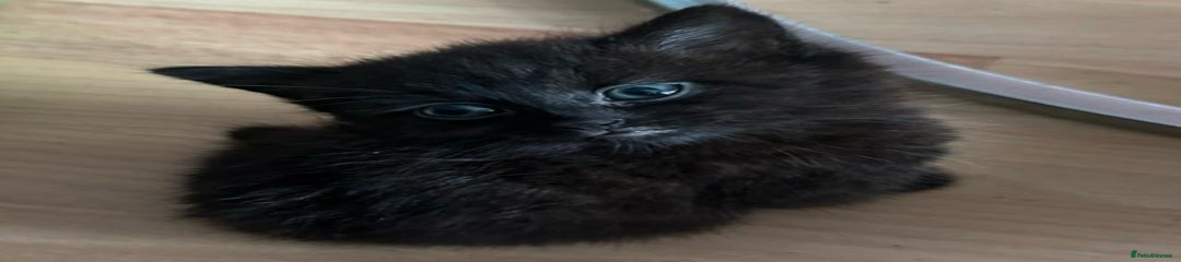Mixed Breed Kitten 2