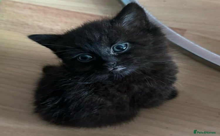 Mixed Breed cats - Advert 10