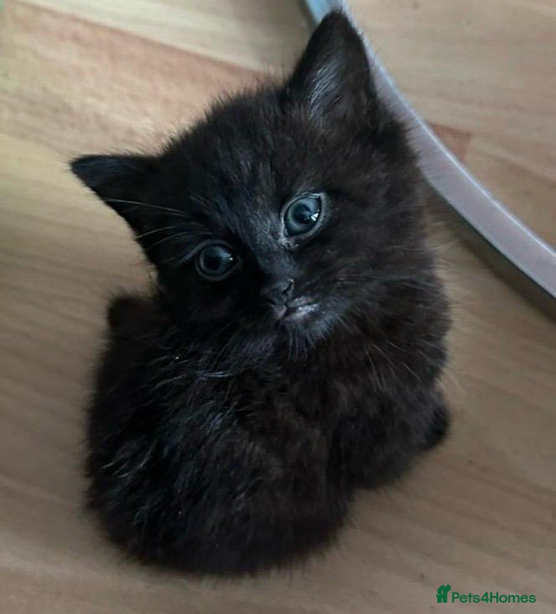 Mixed Breed cats for sale: 3  furbabies  looking for a forever home  - Image 2
