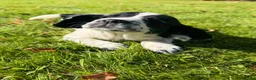 English Springer Spaniel dogs for sale: SPRINGER SPANIEL PUPPIES in Broxburn - Advert 5