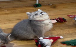 British Shorthair cats for sale: 3 GCCF British Shorthair Kittens– Champion Lines - Advert 18