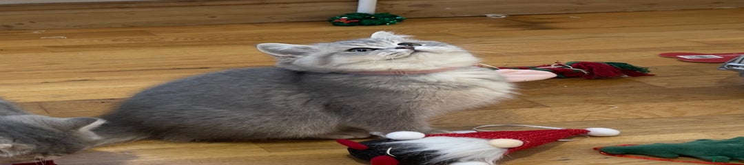 British Shorthair Kitten 1- Pink Collar 