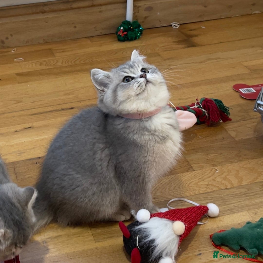 British Shorthair cats for sale: 3 GCCF British Shorthair Kittens– Champion Lines - Advert 18