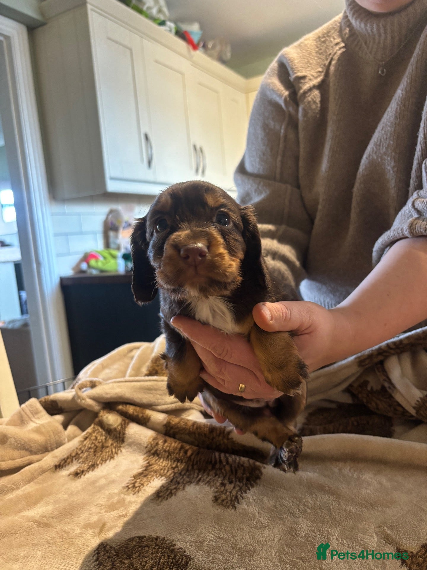 Cocker Spaniel dogs for sale: Kc, health tested cocker spaniel puppies  - Advert 1