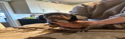 Cocker Spaniel dogs for sale: Kc, health tested cocker spaniel puppies  - Advert 1