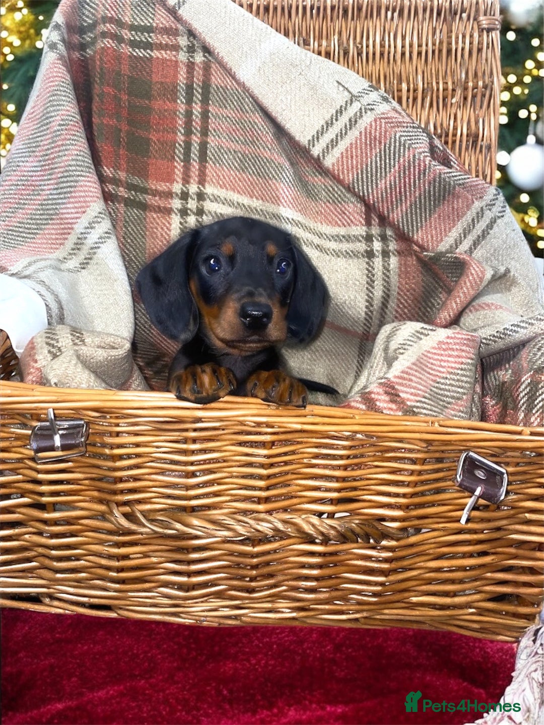 Miniature Dachshund dogs for sale: 3 beautiful miniature dachshund boys - Advert 5