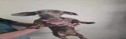 Miniature Dachshund dogs for sale: Female dachund forsale - Advert 6