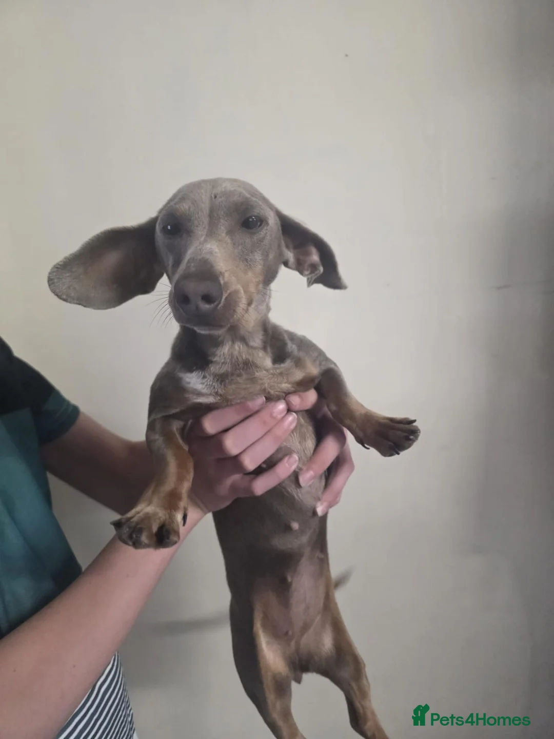 Miniature Dachshund dogs for sale: Female dachund forsale - Advert 6