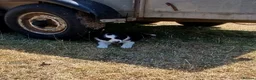 Border Collie dogs for sale: Long coated border collie puppies - Advert 5