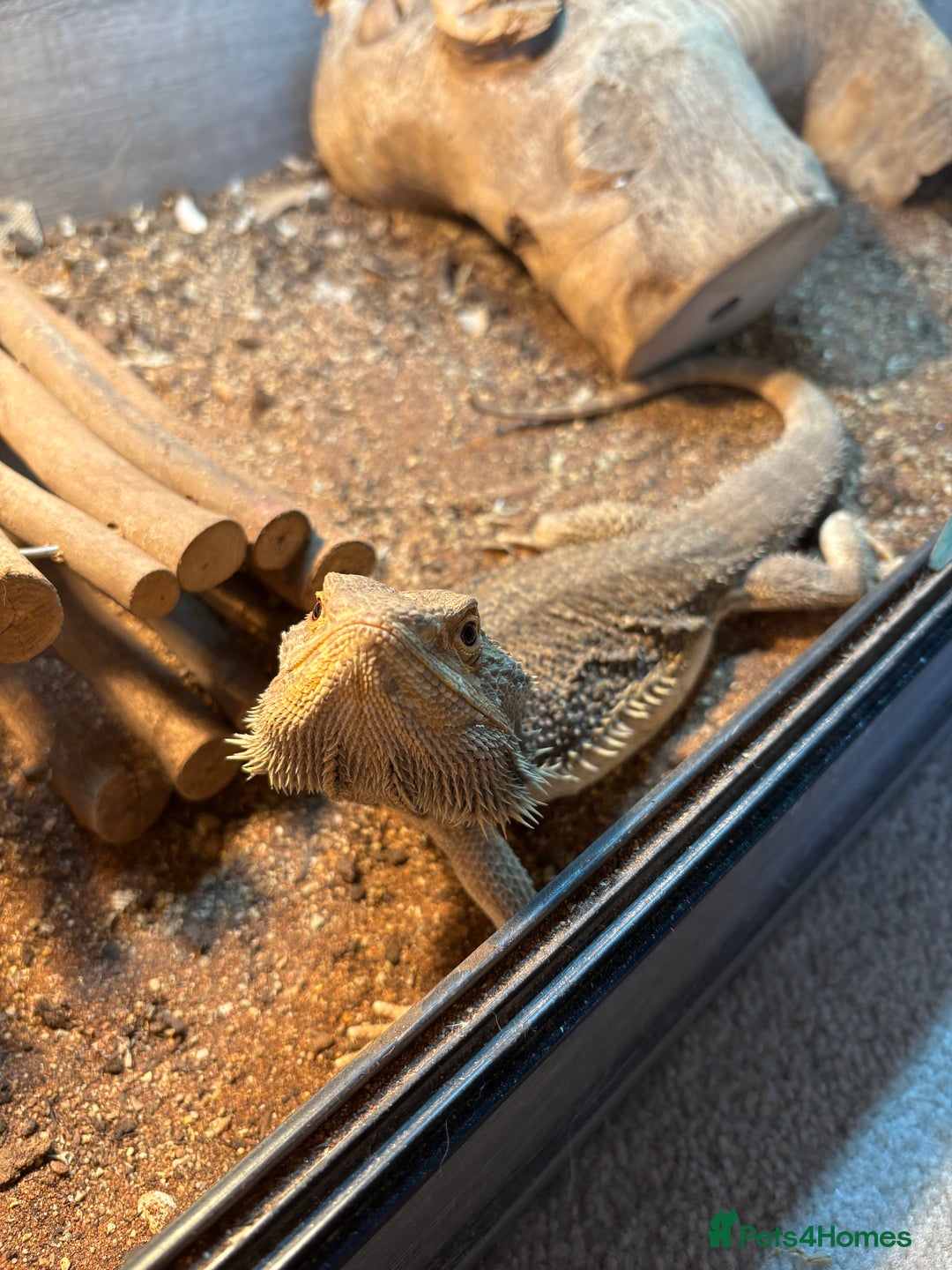 Bearded Dragon reptiles for sale: 5 year old male bearded dragon in Kettering - Image 2