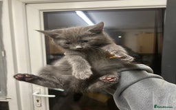 British Shorthair cats for sale: 4 kittens for sale  - Advert 7