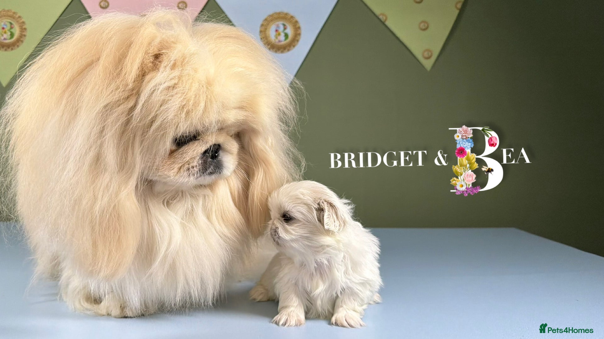 Pekingese dogs 💙ONLY 1 CREAM BOY LEFT💙 - Advert 6