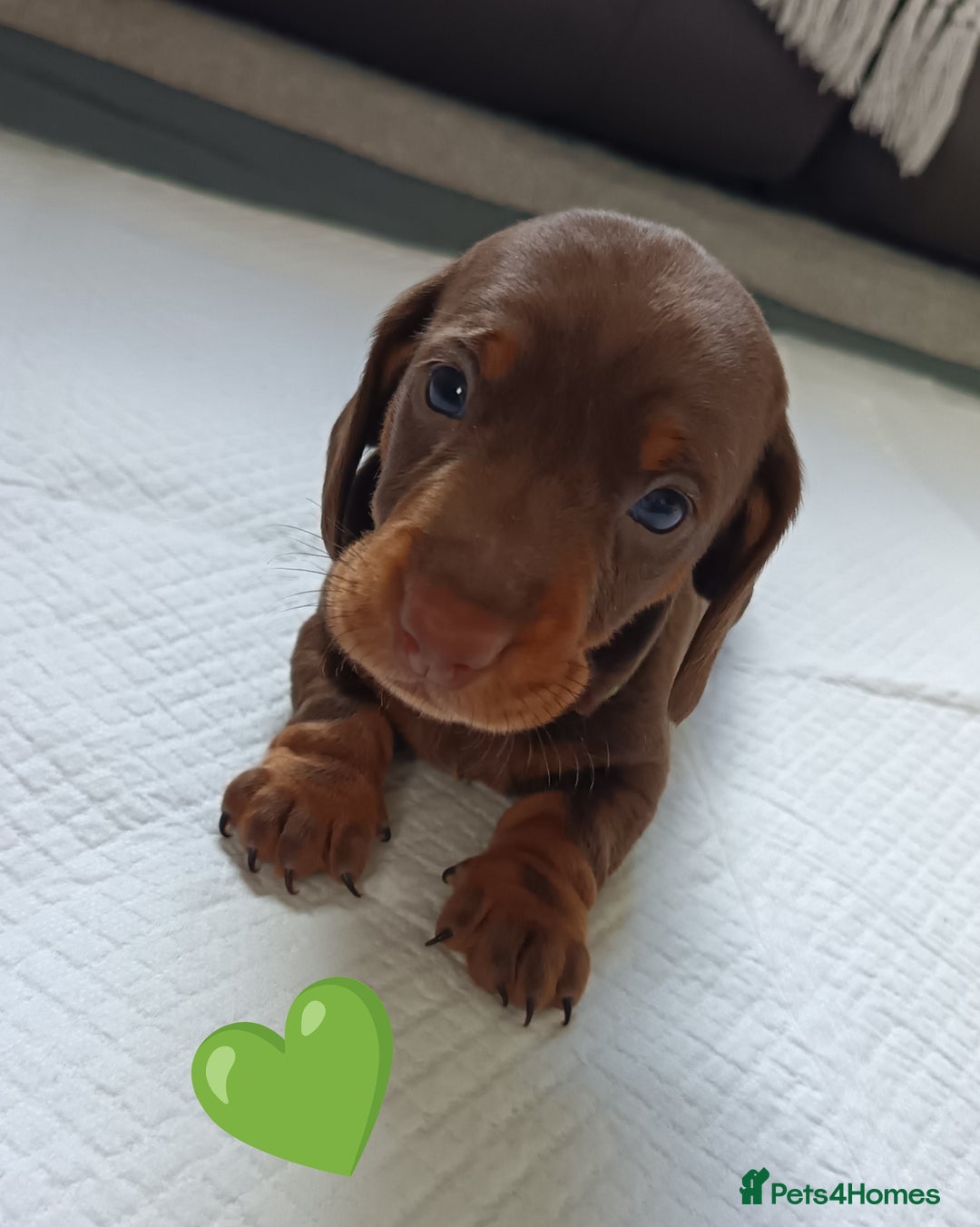Miniature Dachshund dogs for sale: 2 Beautiful Mini Dachshunds Boys🩵💚 - Image 9
