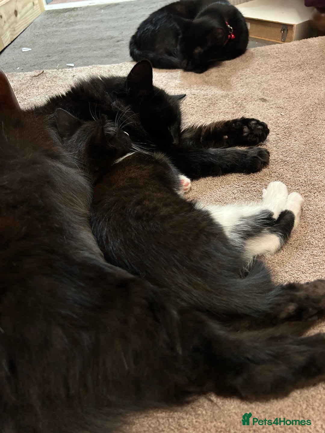 Mixed Breed cats for sale: Gorgeous, playful little kittens - Advert 8