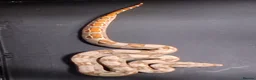 Boa Snake reptiles for sale: Baby Female Boa constrictors  - Advert 5