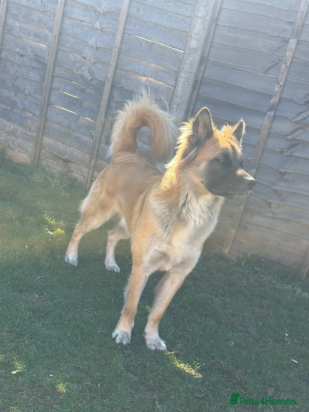 Mixed Breed dogs for sale: German Shepherd cross Akita  - Advert 2