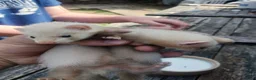 Ferret rodents for sale: True micro ferret kits  in Burton-on-Trent - Advert 1