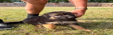 German Shepherd 6