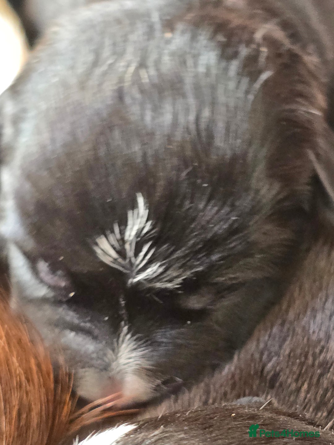 Mixed Breed dogs for sale: Short haired Collie pups - Image 25