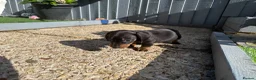 Dachshund dogs for sale: 4 beautiful boys  - Advert 17