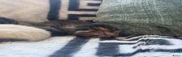 Mixed Breed cats for sale: Beautiful litter of kittens  - Advert 5