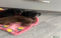 Miniature Dachshund dogs for sale: Miniature dachshund. 8 weeks READY TO LEAVE - Image 14