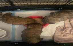 Shih Tzu dogs for sale: Stunning shih tzu puppies - Image 4