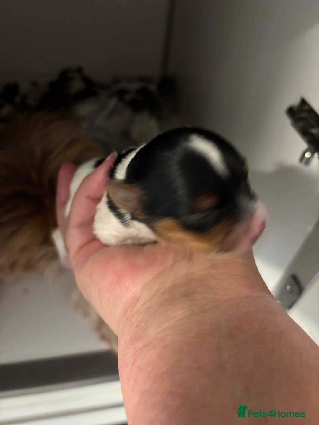 Yorkshire Terrier dogs for sale: Beautiful Yorkshire biewer terrier - Image 6