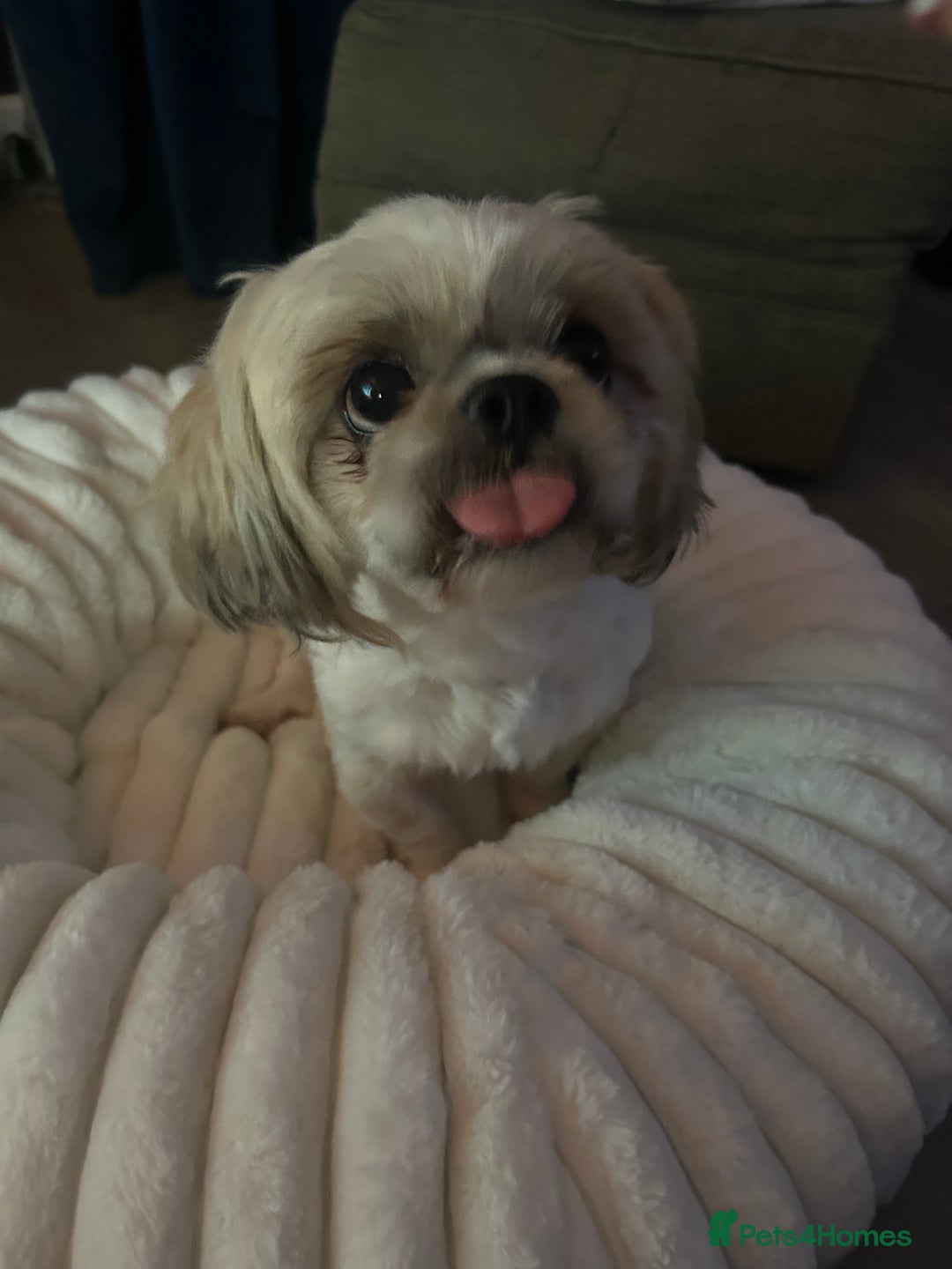 Shih Tzu dogs for sale: Shih tzu - Image 10