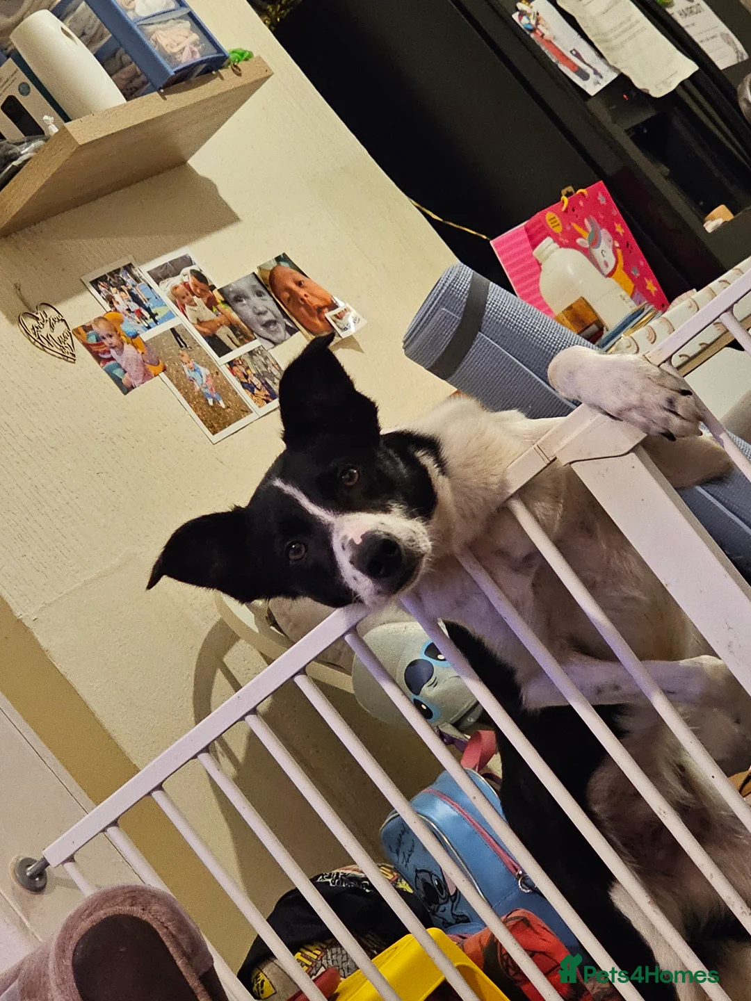 Border Collie dogs for sale: Border collie  - Advert 5