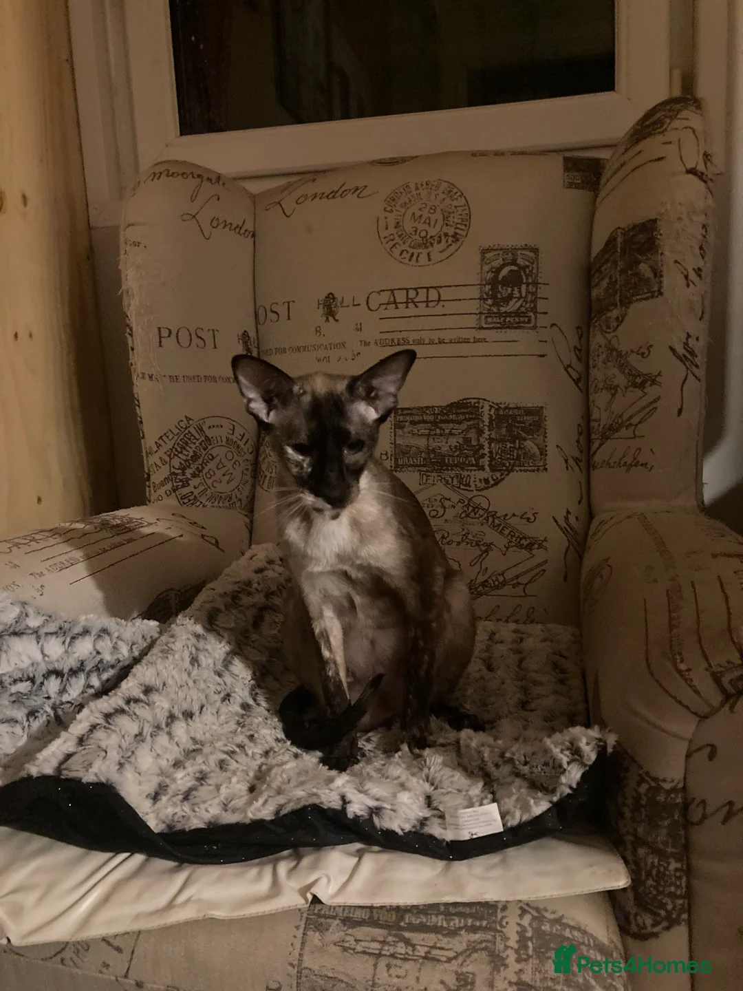 Oriental cats for sale: 2 Oriental girl kittens - Advert 4