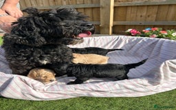 Cockapoo dogs for sale: F1B COCKERPOOS LOOKING FOR THERE FORVER HOME ❤️ - Image 9