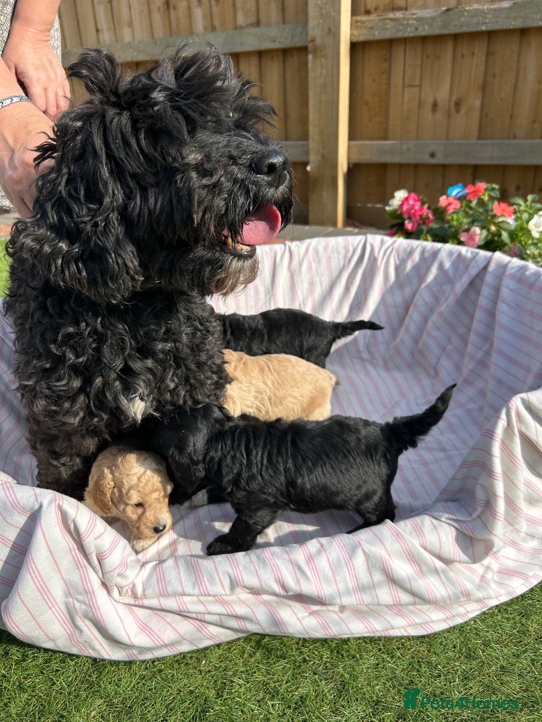 Cockapoo dogs for sale: F1B COCKERPOOS LOOKING FOR THERE FORVER HOME ❤️ - Image 9