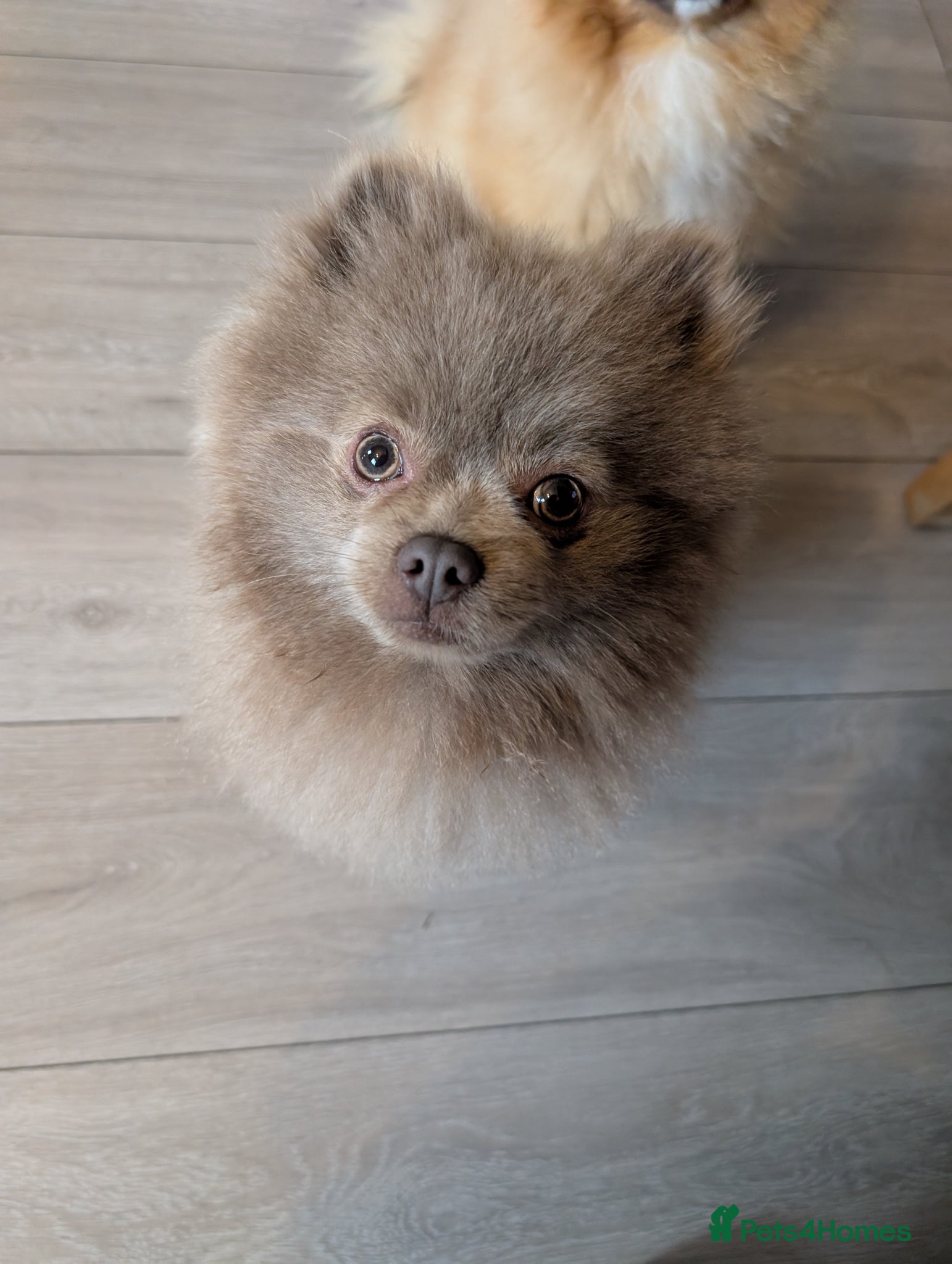 Pomeranian dogs For stud, handsome Pomeranian - Advert 1