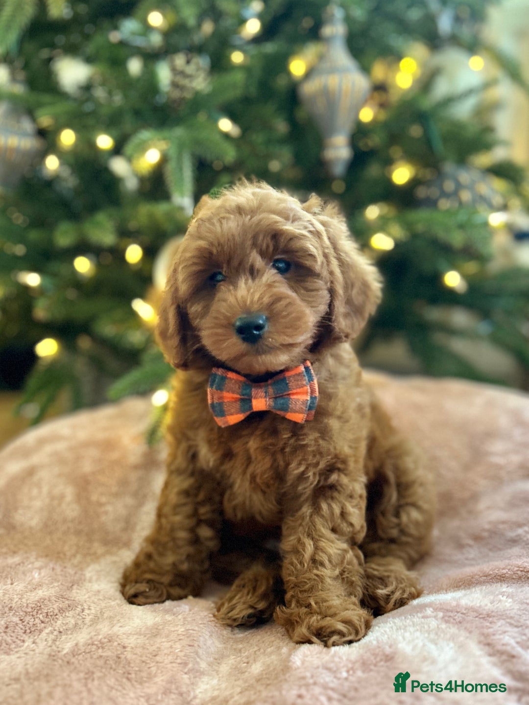 Mini Goldendoodle dogs for sale: Trained F1b Toy Goldendoodle - DNA/Health tested - Advert 4
