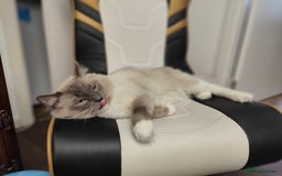 Ragdoll cats for stud: Rag doll stud  - Image 8