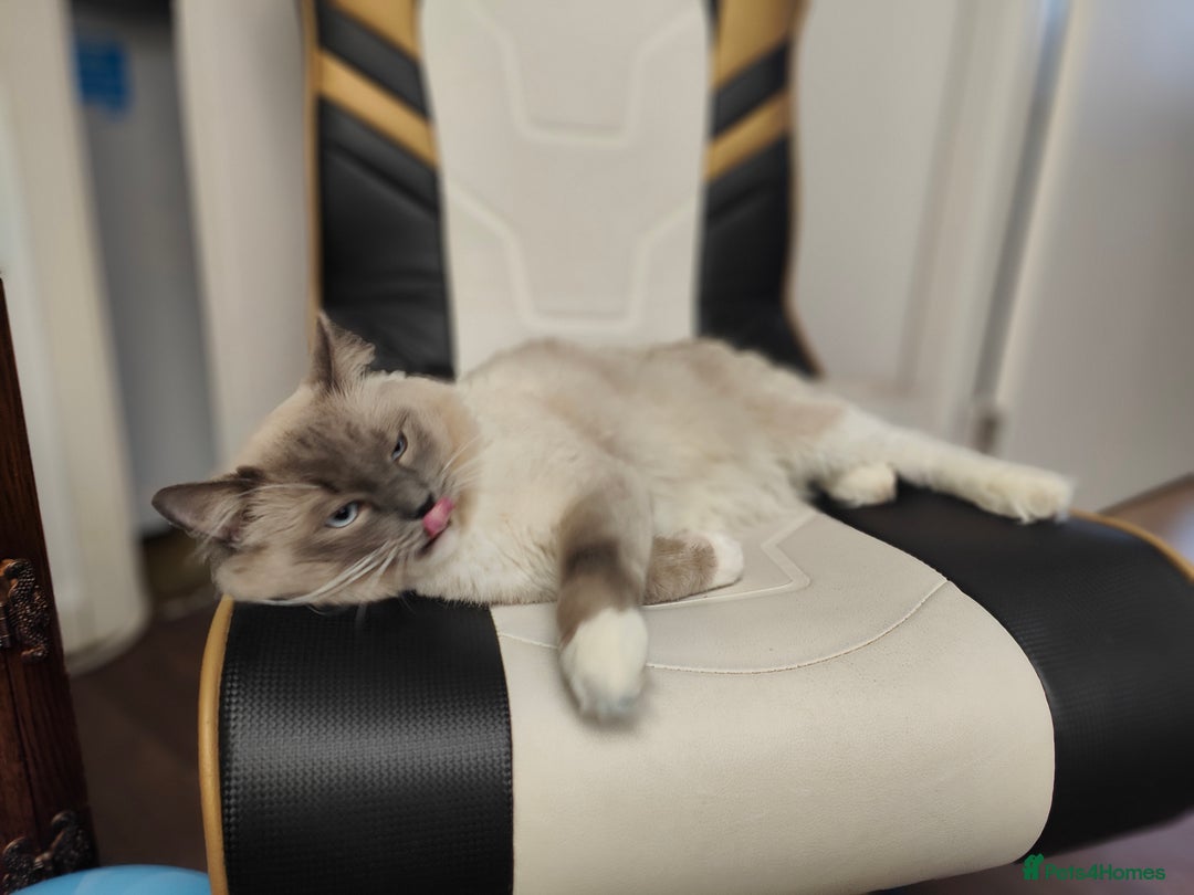 Ragdoll cats for stud: Rag doll stud  - Image 8