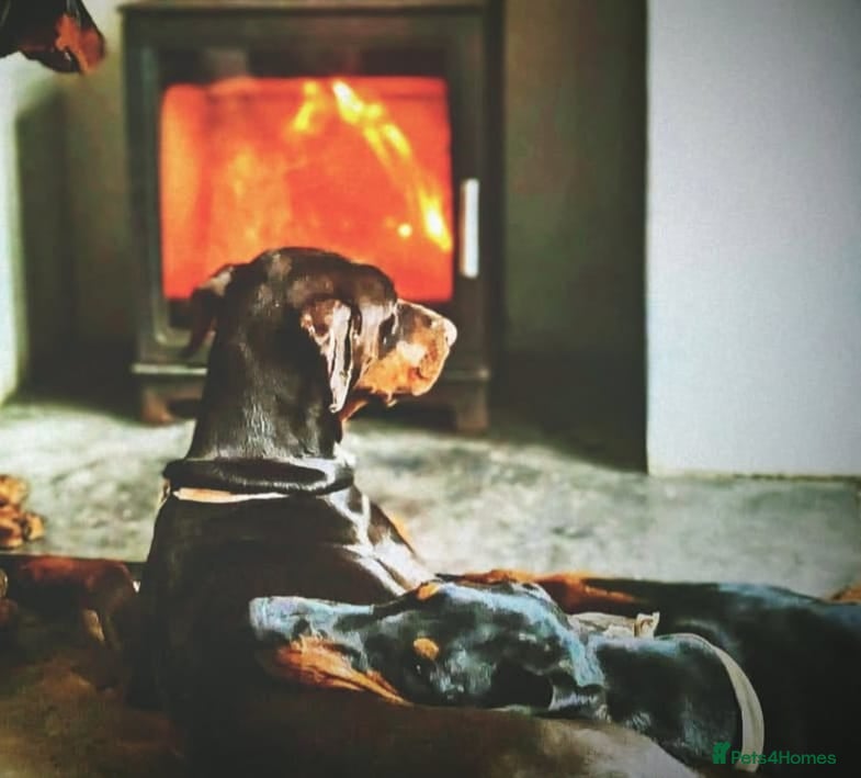 Dobermann dogs Beautiful doberman pups, black & tan 1 boy 4 girls - Advert 1