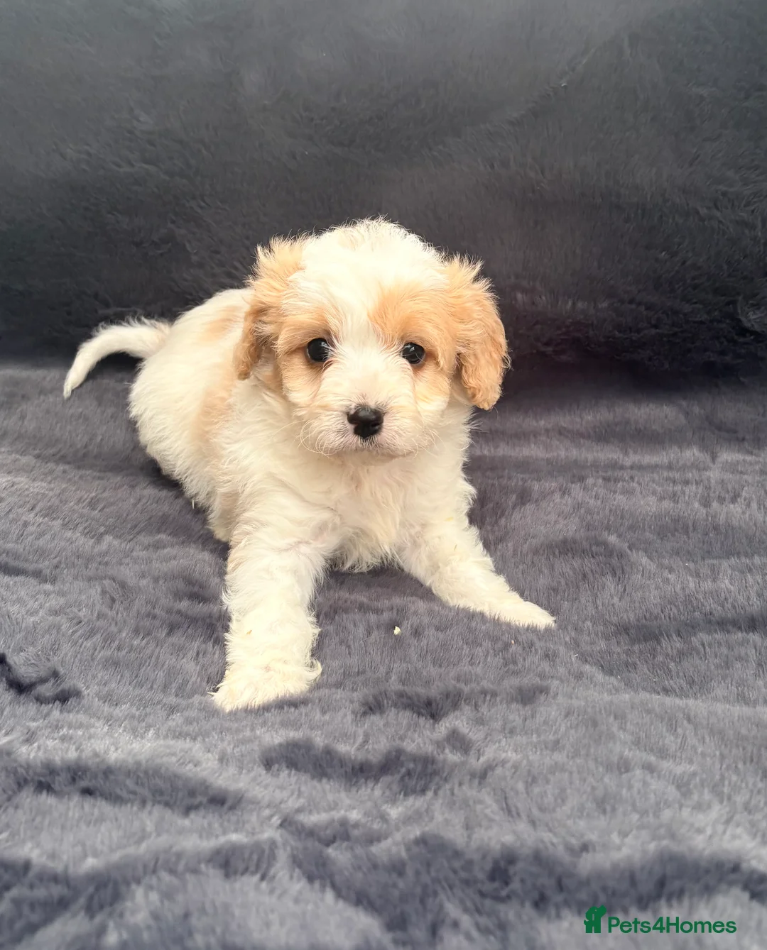 Cavapoo dogs for sale: Miniature Cavapoos  - Advert 6