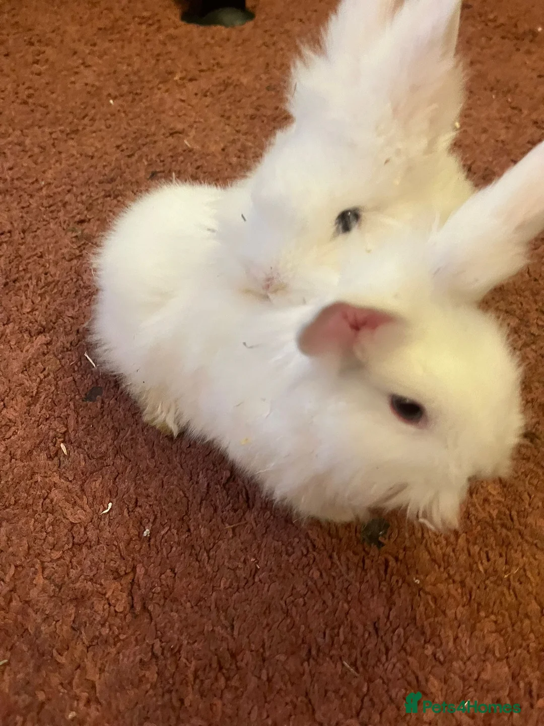 Mixed Breed rabbits for sale: Cute bunnies - Advert 1