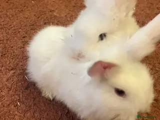 Mixed Breed rabbits Cute bunnies - Advert 1