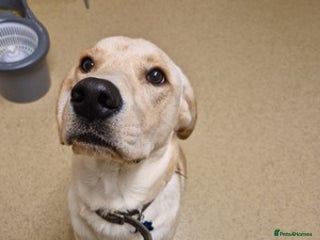 Labrador Retriever dogs big personality labrador retriever boy - Advert 1