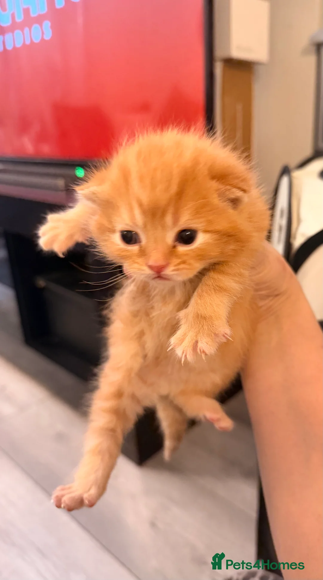 Mixed Breed cats for sale: Kittens - Advert 7