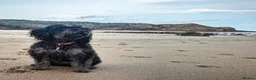 Cockapoo dogs for sale: Ready Now f1b Black & Brown Cockapoo Puppies! 🐾 in Scarborough - Advert 38