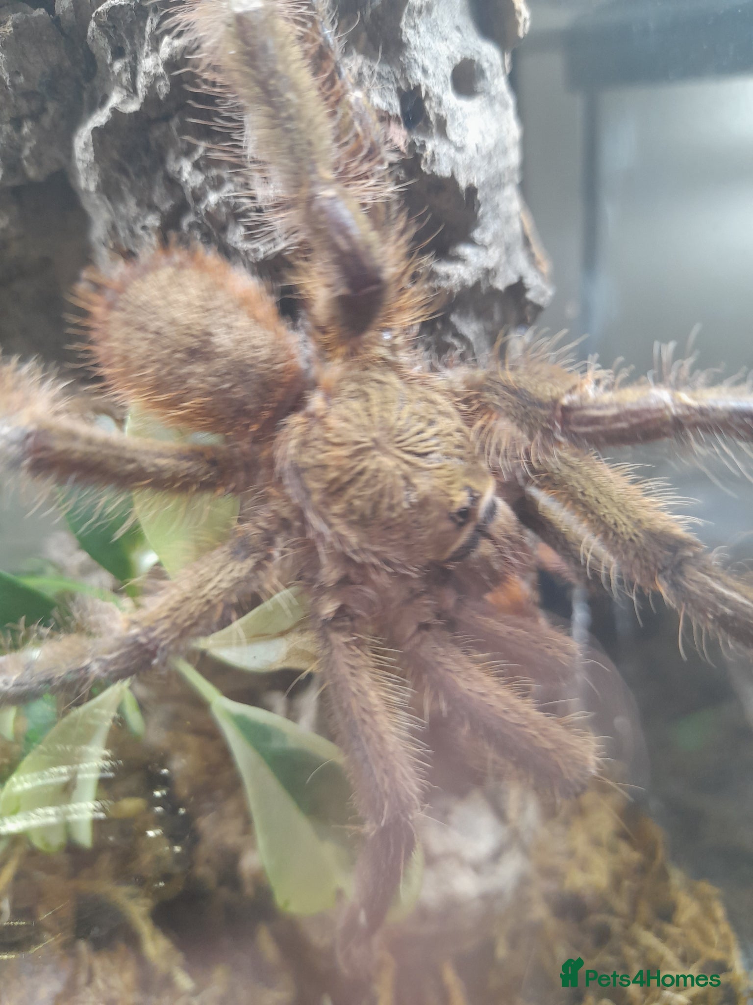 Tarantulas invertebrates Poecilotheria subfusca lowland mm and faciata mm - Advert 3