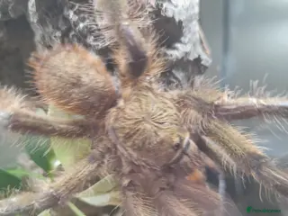 Tarantulas invertebrates Poecilotheria subfusca lowland mm and faciata mm - Advert 3